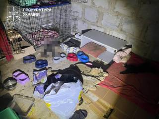 В Киевской области погибли десятки кошек