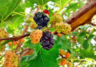 Вчені розповіли про небувалу користь листя шовковиці