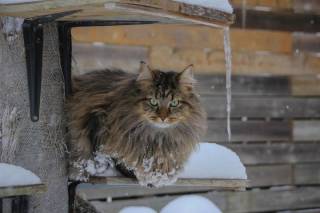 Начало февраля в Украине может стать самым холодным за два десятилетия