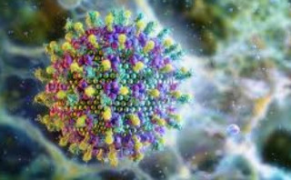 Створено вакцину проти вірусу Ніпах