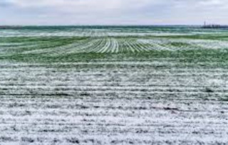 Стала известна ситуация с озимыми культурами в Украине