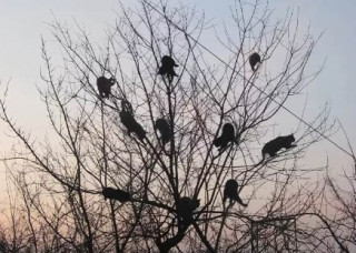 В Киев официально пришла весна