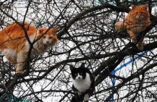 Українцям розповіли, чого чекати від погоди 16 березня