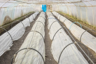 Агроволокно и спанбонд: в чем разница?