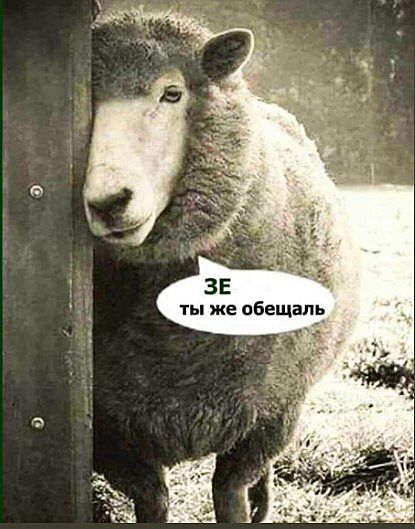 Мем с бараном, посвященный предвыборным обещаниям Владимира Зеленского